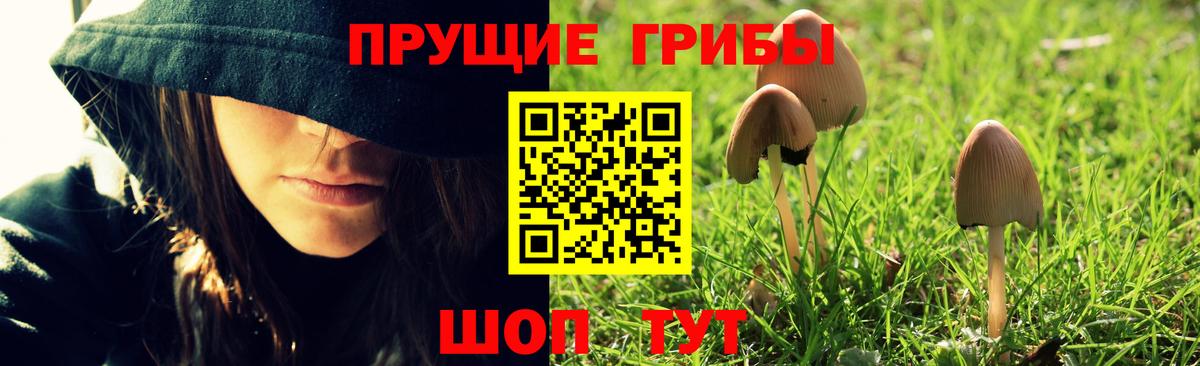 Галлюциногенные грибы Psilocybine cubensis Видное